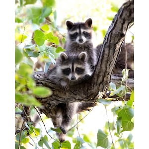 Hang in There Baby Raccoons Wildlife Photography Color Print, Canvas, Metal Print, or Greeting Cards