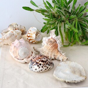 Natural Seashell Collection | Vintage Beach Specimens | Cowrie Conch Coral | Coastal Decor Curiosities