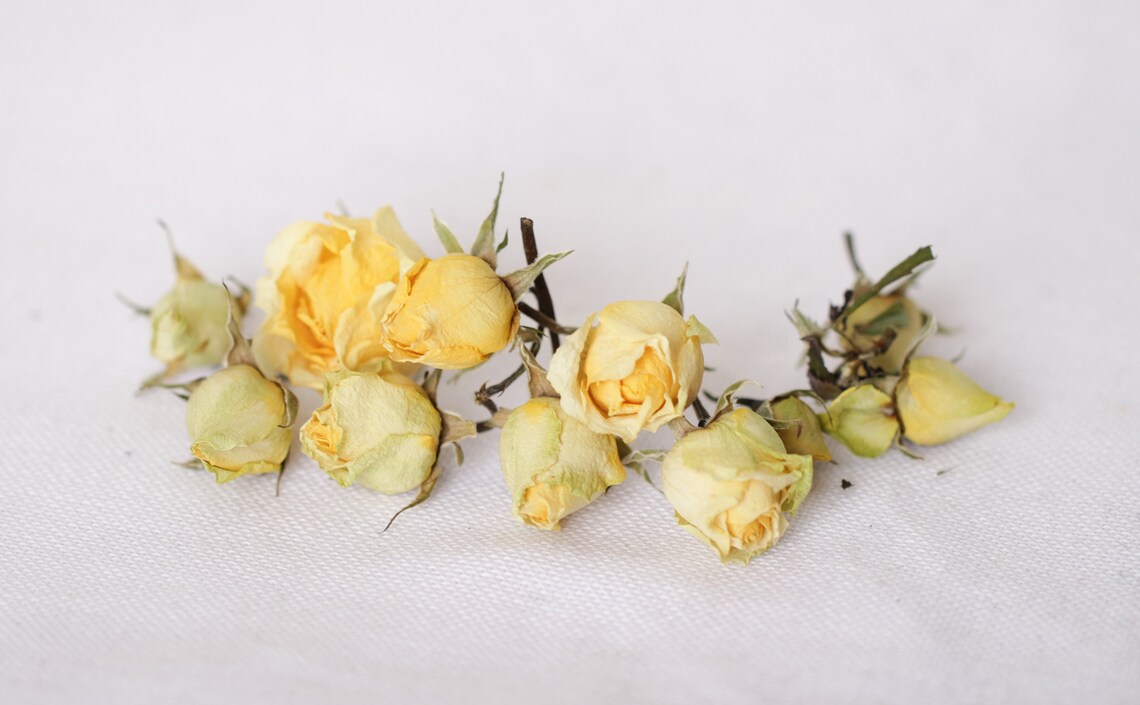 Rosebud natural dried light yellow rose dried light yellow Etsy
