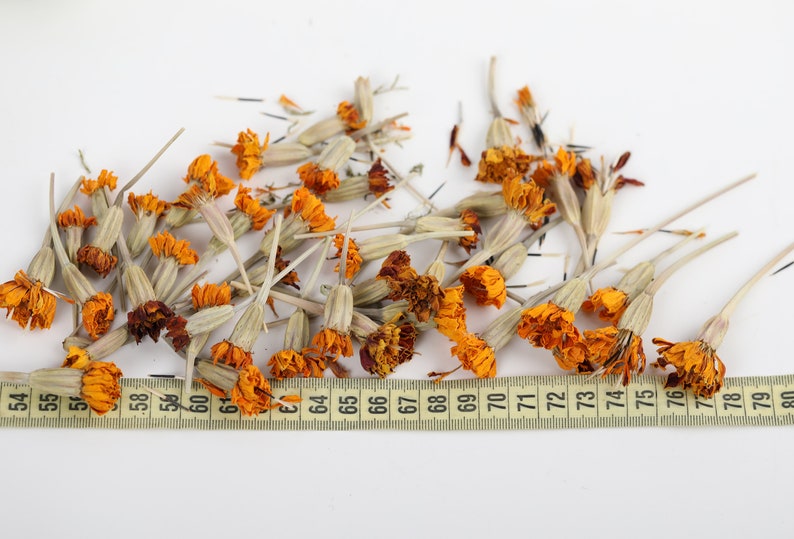 50 Dried Marigold Flowers Dry Marigold Flowers Dried Organic Etsy