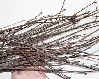 LONG rowan branches, rowan tree art, set of 10 dried rowan branches, rowan sticks home decor, magic branches