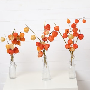 Oganic Natural Physalis Stems Pods Chinese lantern Woodland rustic orange dried flower arrangemen,  small bouquet 5 stems Natural Physalis