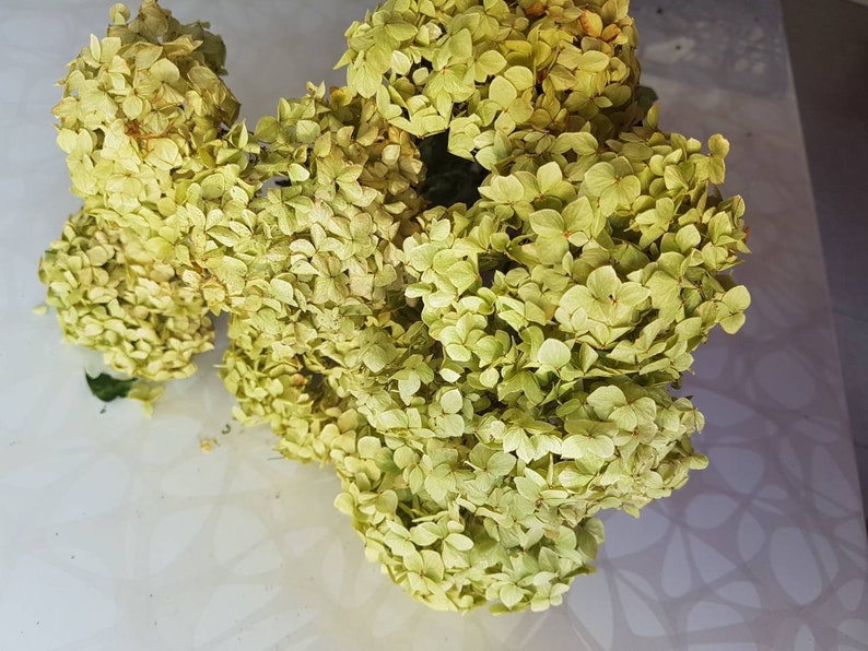 Dried Hydrangea Flowers Ligh green dried Hydrangea 4 Stems Etsy