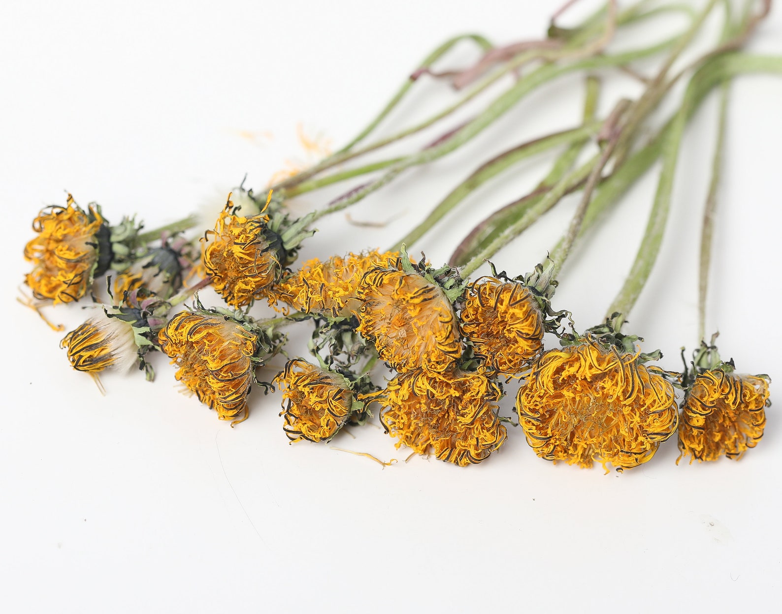 Dried yellow dandelion flowers dandelion flowers natural Etsy