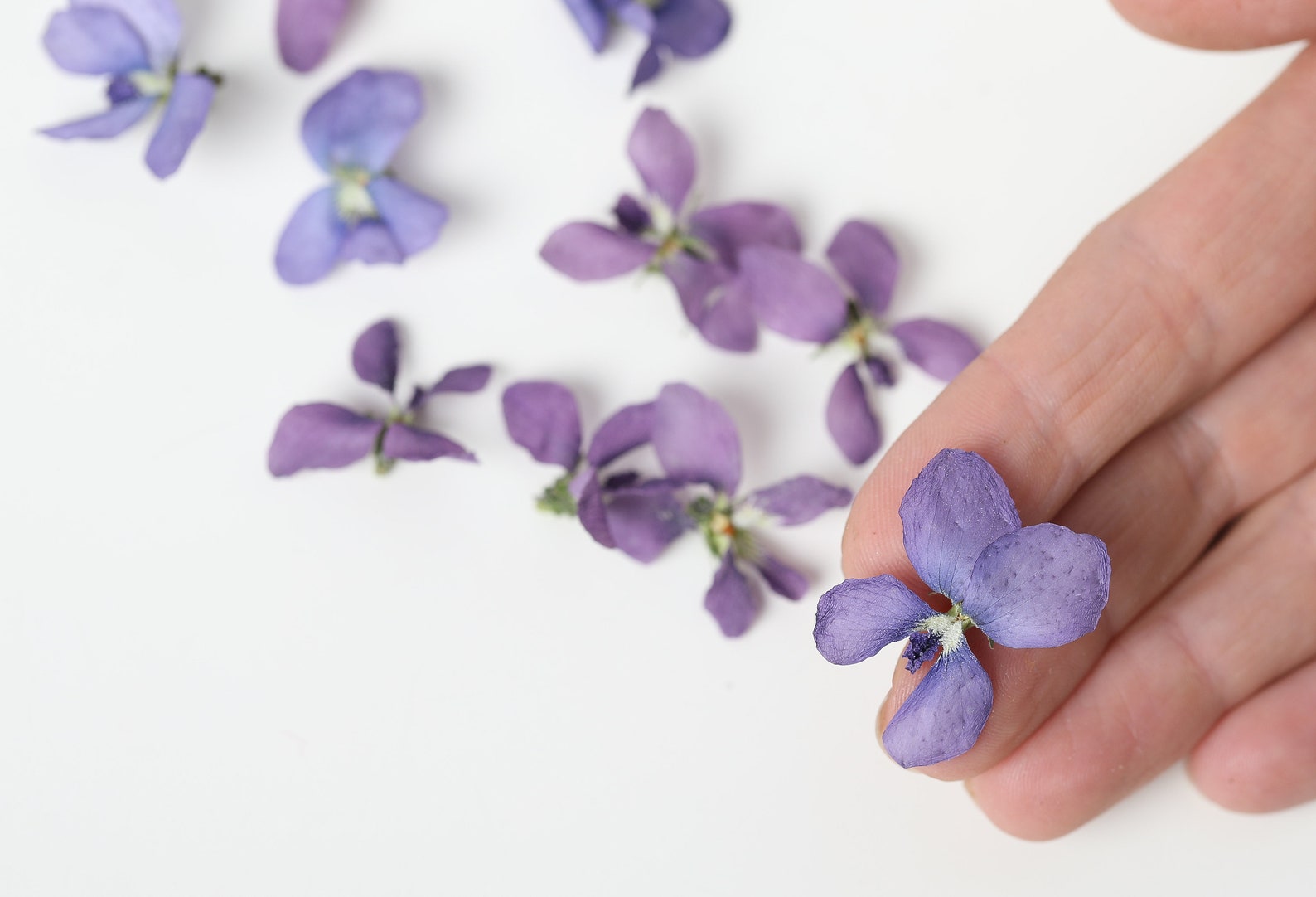 Violet flowers dried violet flowers for crafting violet Etsy