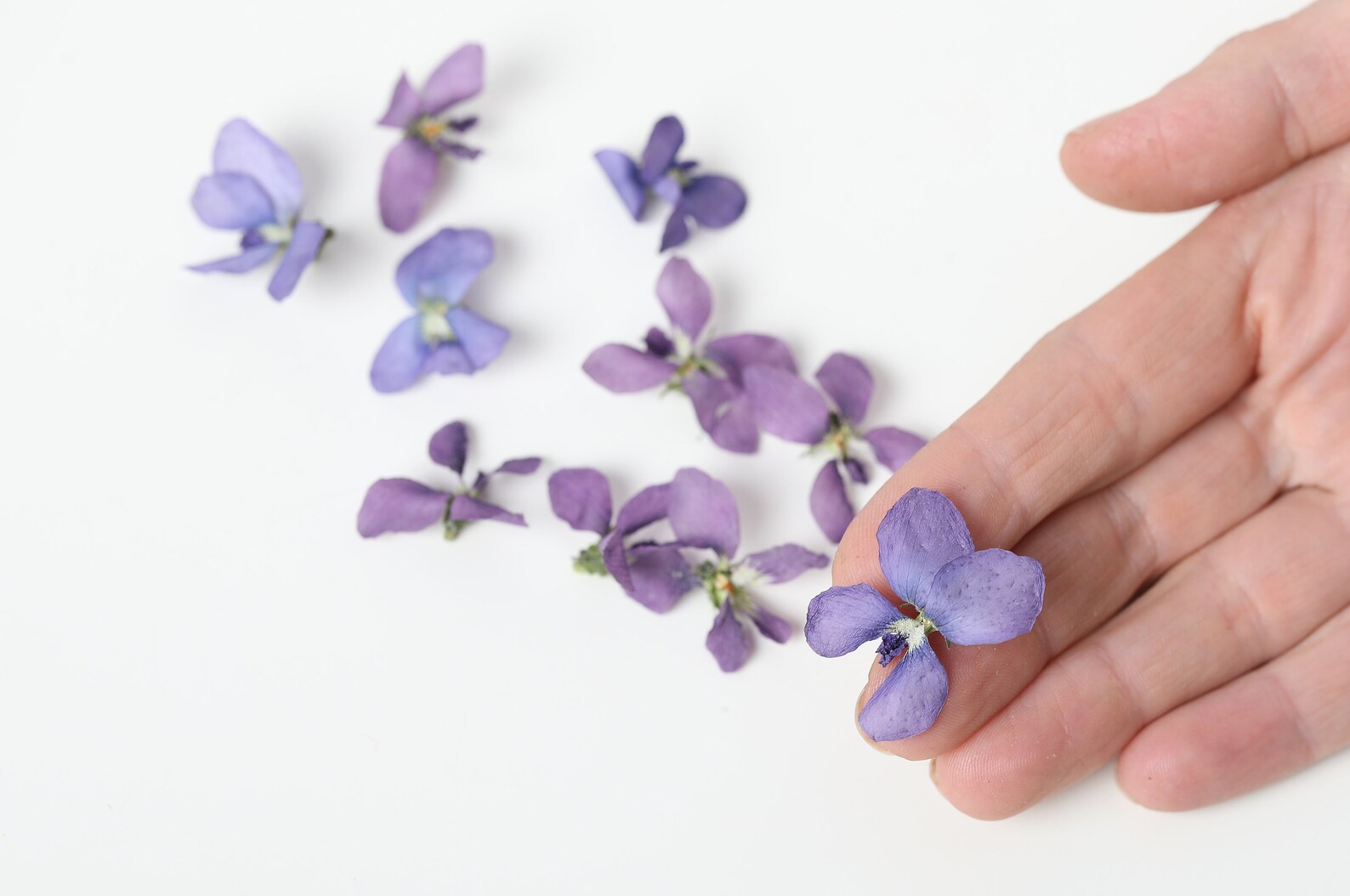 Violet flowers dried violet flowers for crafting violet Etsy