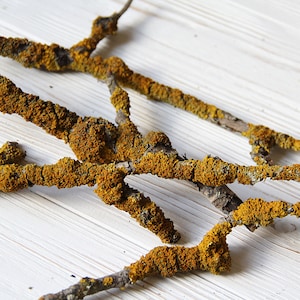 Branches with Real Yellow Lichen Twig craft Woodland decor Nature craft supplies Yellow moss Terarium decor Decor Floristics