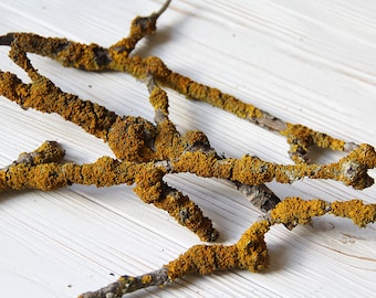 Branches with Real Yellow Lichen Twig craft Woodland decor Nature craft supplies Yellow moss Terarium decor Decor Floristics