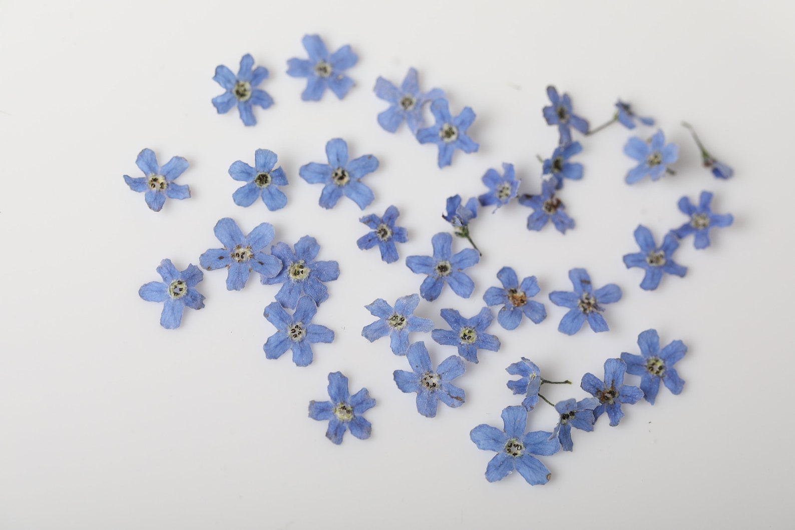 30 Me Not Dried Flowers Me Not Flower Dried Etsy