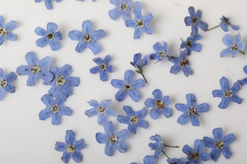 30 Me Not Dried Flowers Me Not Flower Dried Etsy