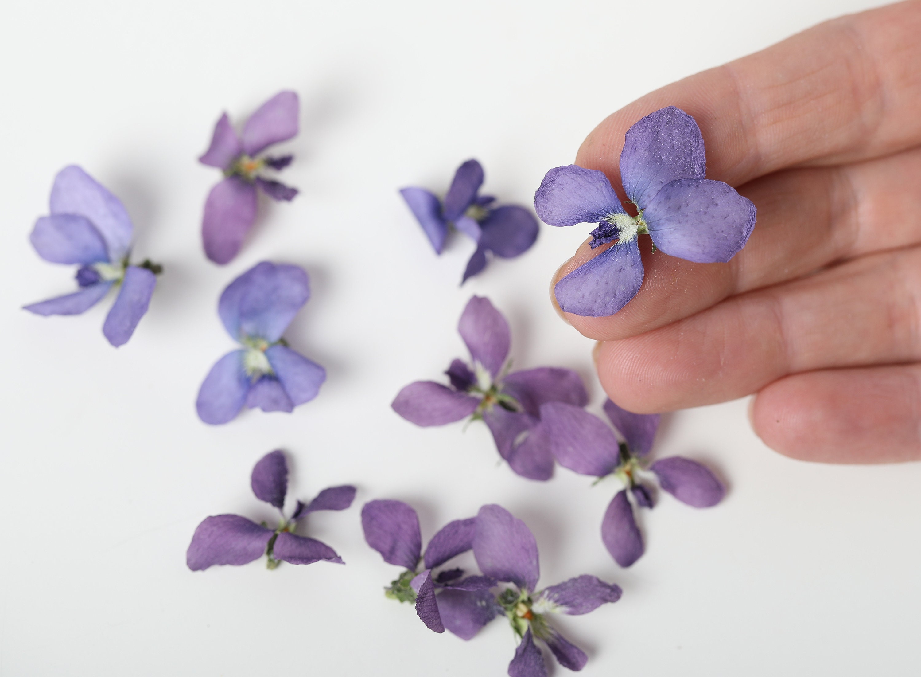Violet flowers dried violet flowers for crafting violet Etsy