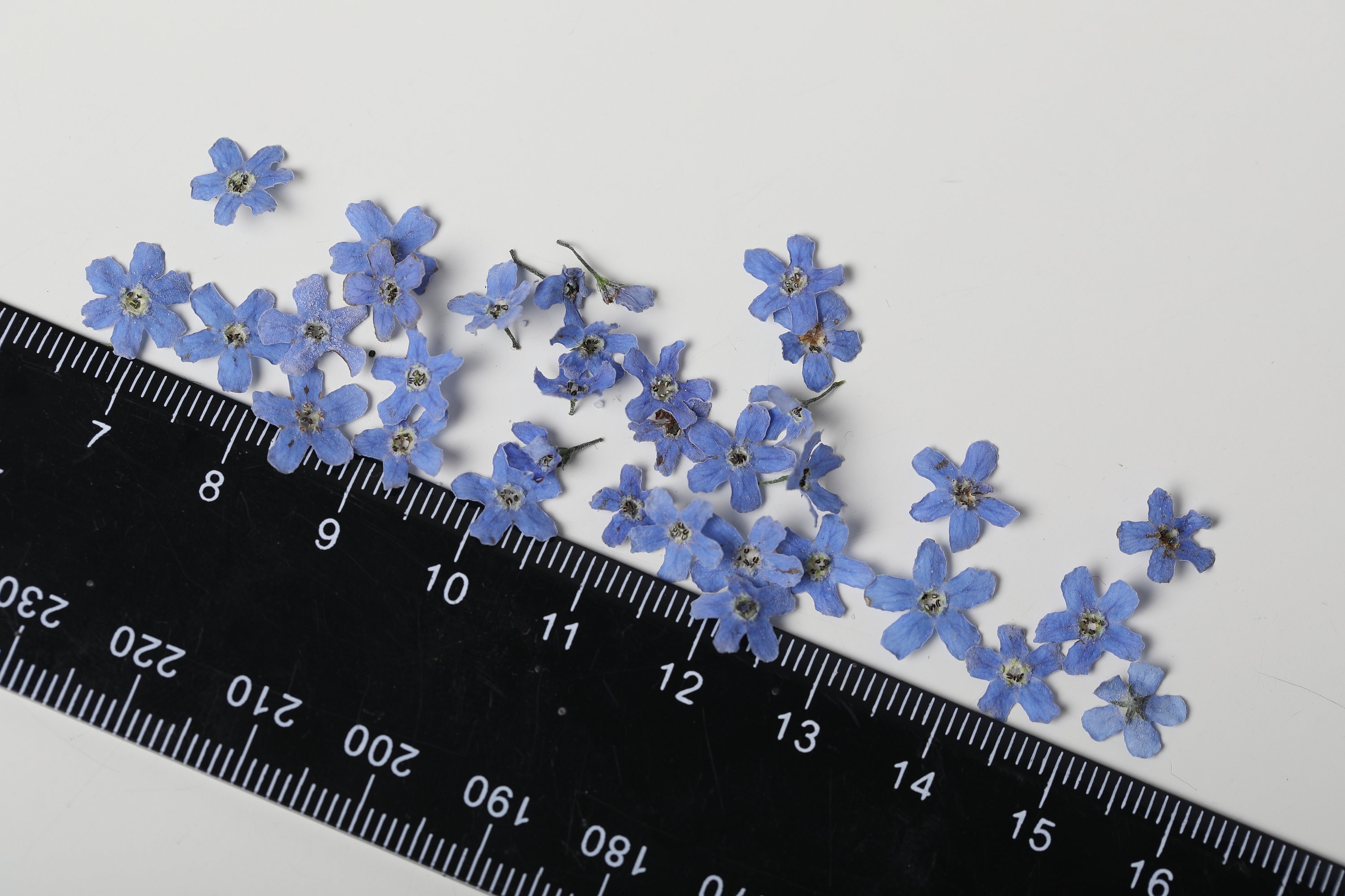 30 Me Not Dried Flowers Me Not Flower Dried Etsy