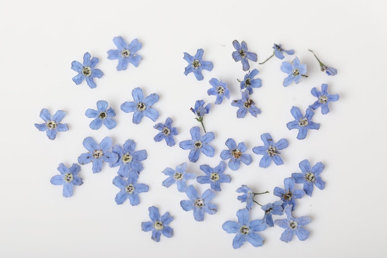 30 Me Not Dried Flowers Me Not Flower Dried Etsy