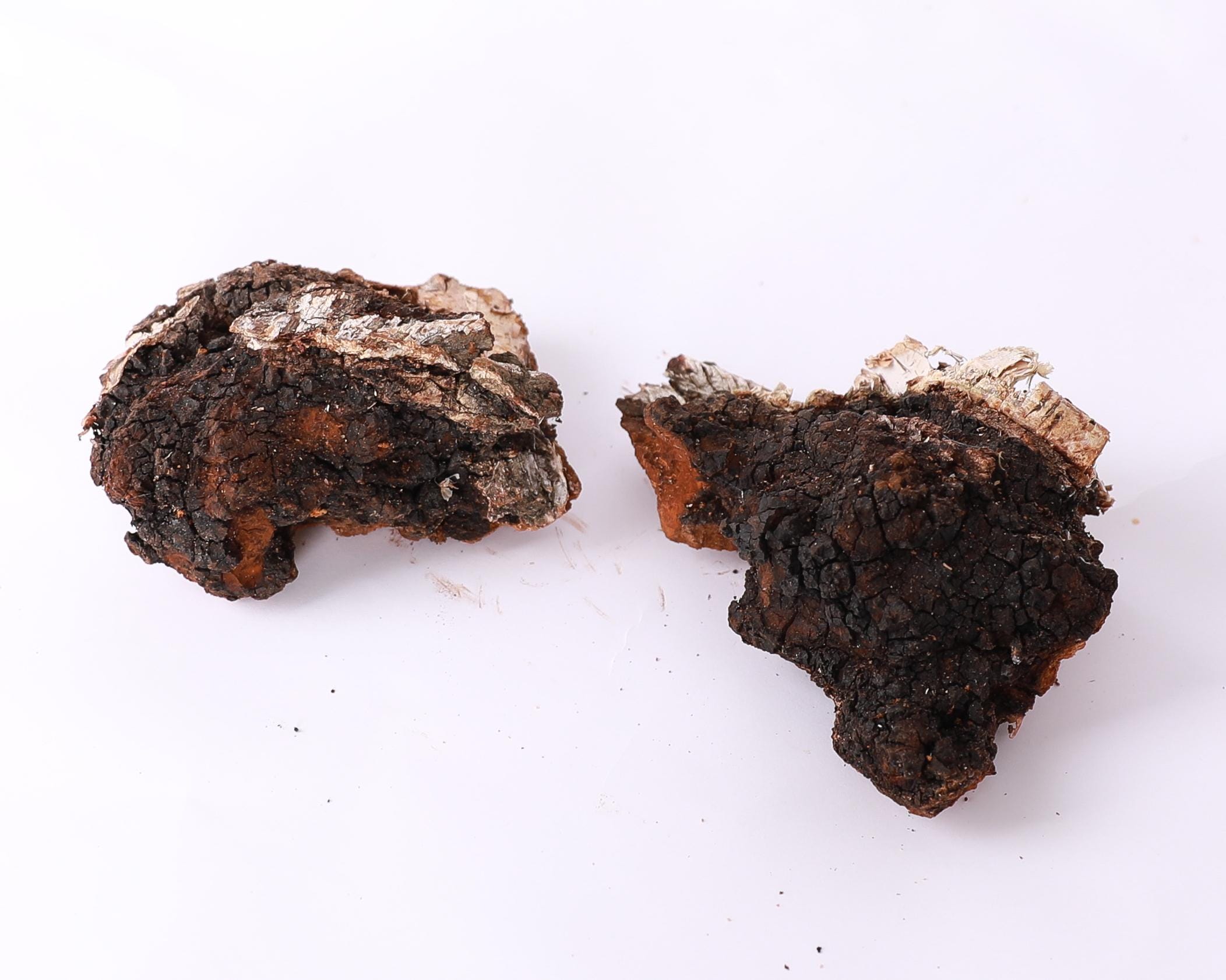 Chaga Ritual Set Set of 2 Wild Chaga Mushrooms, Dried Chaga Harvest 2024 (1 Pounds, 1 Oz ...