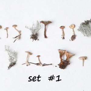 Dried small mushrooms set of 10 pcs tiny little mushrooms moss  for resin jewelry rustic decor crafts