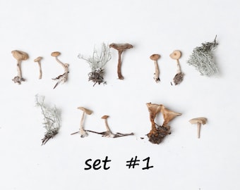 May include: A collection of small, dried mushrooms and lichen on a white background. The mushrooms are various shades of brown and beige. The lichen is a light gray color. The text "set #1" is written in black below the mushrooms.