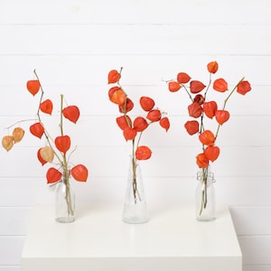 Oganic Natural Physalis Stems Pods Chinese lantern Woodland rustic orange dried flower arrangemen,  small bouquet 3 stems Natural Physalis