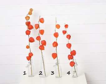1 Oganic Natural Physalis Stem Pods Chiński lampion Woodland rustykalny pomarańczowy suszony kwiat kompozycja