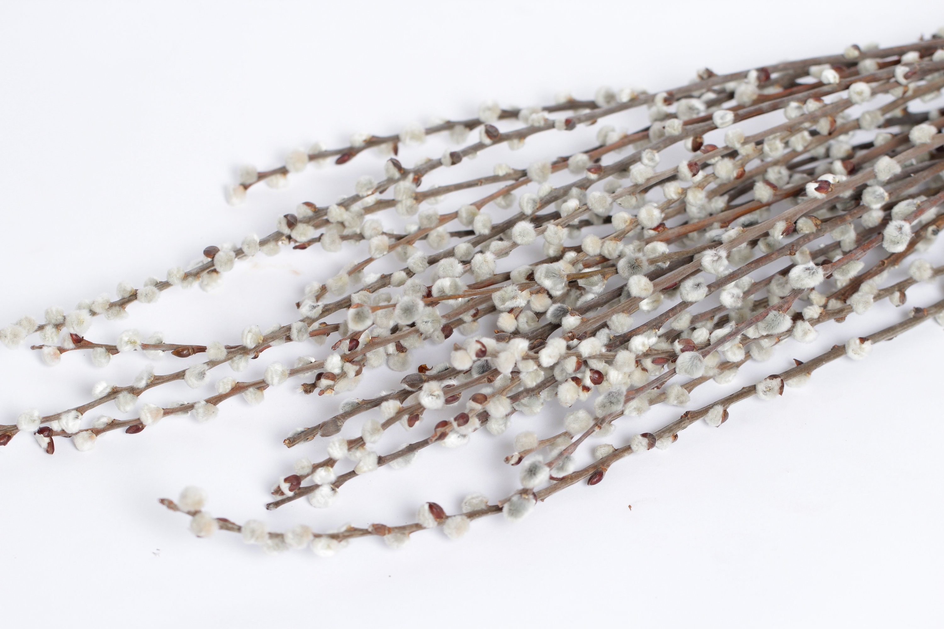 Real Pussy Willow Branches dried pussywillow branches set of Etsy