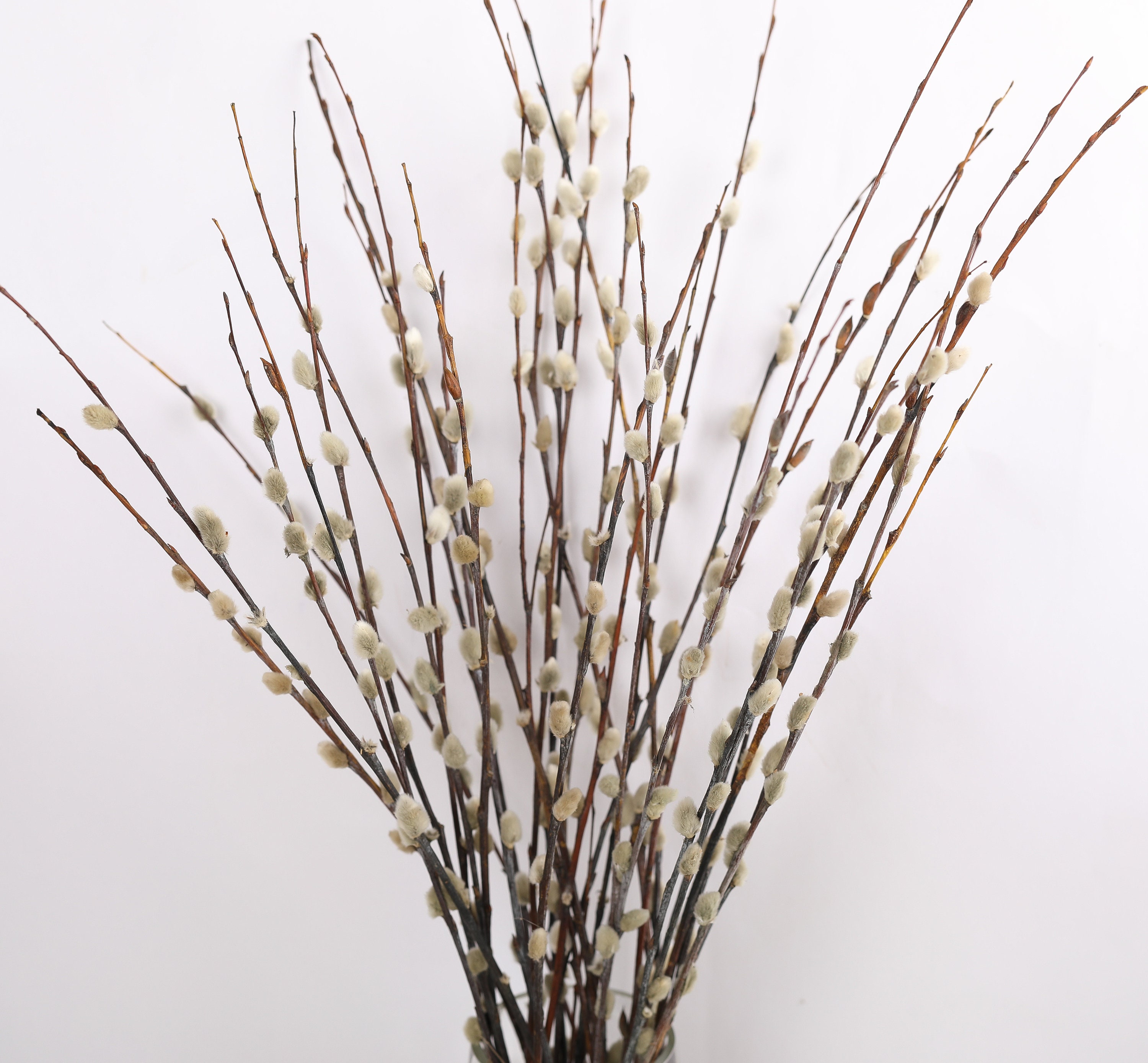 20 Stems Natural Preserved Pussy Willow Branches // Real Willow // Home  Decor // Dried Flowers // California Grown// Easter Holiday 