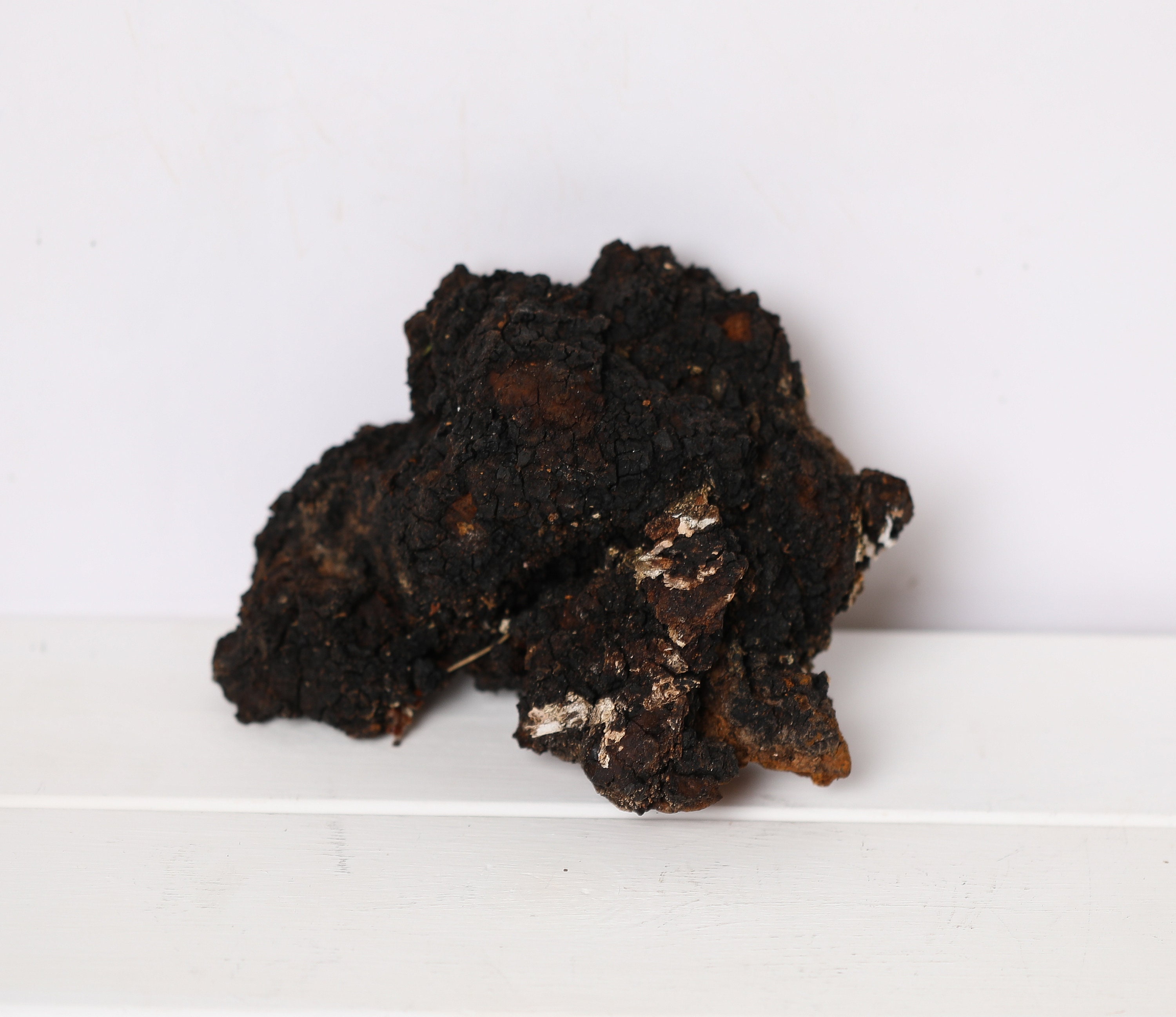 1 wild chaga mushroom, fresh chaga, harvest 2024, 12 oz wild chaga mushroom