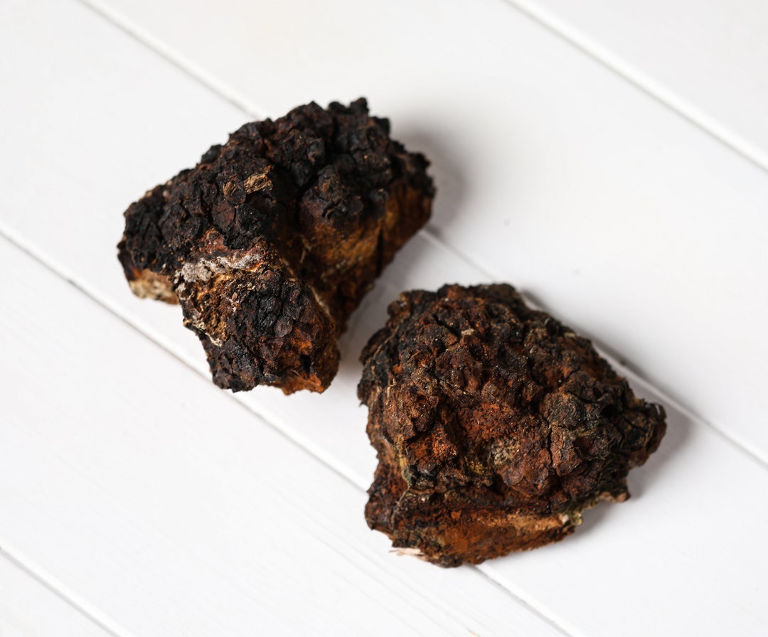 Chaga Ritual Set Set of 2 Wild Chaga Mushrooms, Fresh Chaga, Harvest 2024, 12 Oz Wild ...
