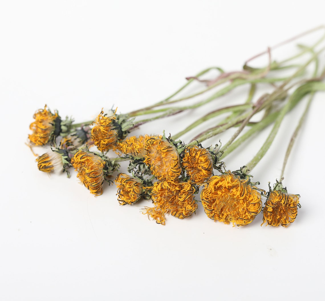 Dried yellow dandelion flowers dandelion flowers natural Etsy