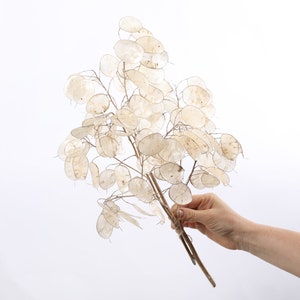 2 Branches Lunaria dried flowers Money plant lunaria biennis Silver dollar Honesty Flower