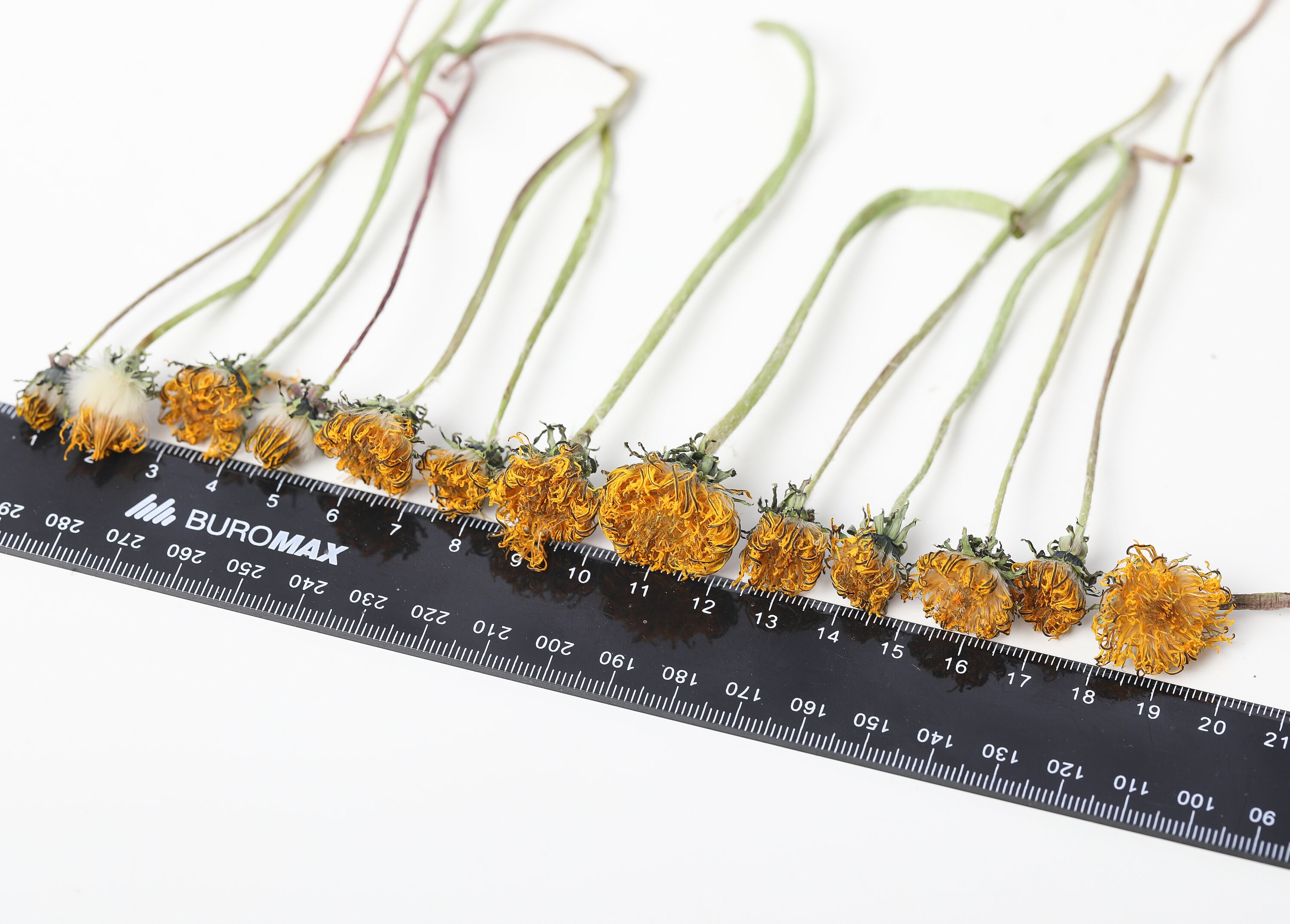 Dried yellow dandelion flowers dandelion flowers natural Etsy