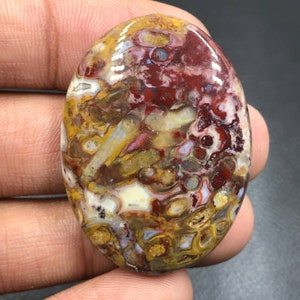Red Tube Palm Root Cabochon...Oval Cabochon...40x29x7 mm...63 Cts...A#K4354
