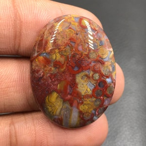 Red Tube Palm Root Cabochon...Oval Cabochon...31x24x7 mm...42 Cts...A#K4359