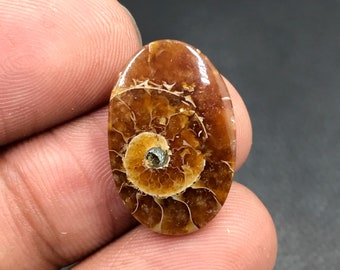 Cabochon d'ammonite...Cabochon ovale...21x14x4 mm...10 carats...A#M4559