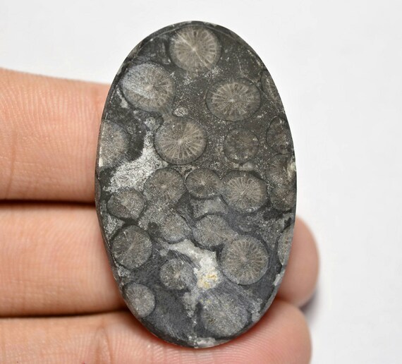 43x27x6 MM Oval Cabochon 55 CTS Beautiful Scenic Cabochons Black Fossil Coral #A-516