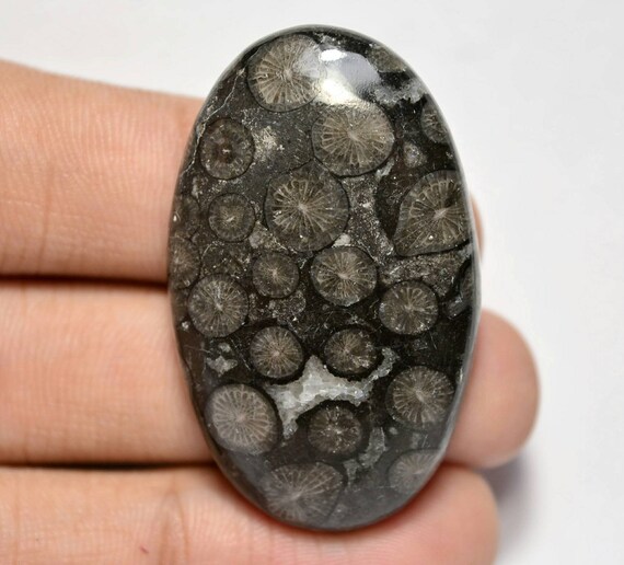 43x27x6 MM Oval Cabochon 55 CTS Beautiful Scenic Cabochons Black Fossil Coral #A-516