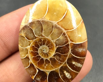 Ammonite Cabochon...Oval Cabochon...38x29x7 mm...63 Cts...A#M4553