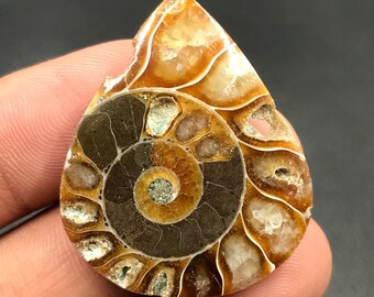 Ammonite Cabochon...Pear Cabochon...36x30x5 mm...41 Cts...A#M4563