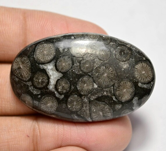 43x27x6 MM Oval Cabochon 55 CTS Beautiful Scenic Cabochons Black Fossil Coral #A-516