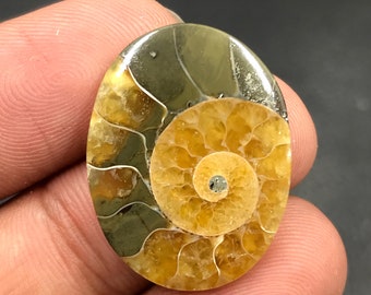 Ammonite Cabochon...Oval Cabochon...26x20x4 mm...18 Cts...A#M4554