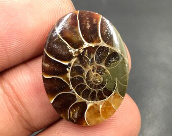 Cabochon d'ammonite...Cabochon ovale...24x18x4 mm...17 carats...A#M4556