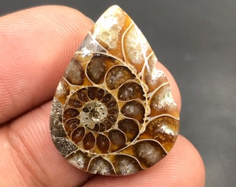 Ammonit-Cabochon...Birnen-Cabochon...26x20x5 mm...22 Cts...A#M4565