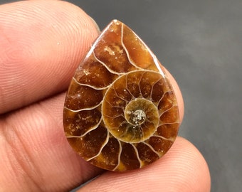 Ammonite Cabochon...Pear Cabochon...23x18x3 mm...10 Cts...A#M4569