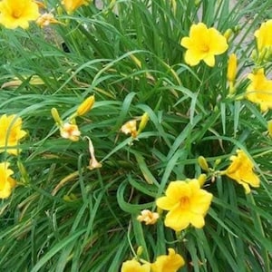 FIVE yellow daylily, perennial plants, yellow plants, hardy plants, daylily, spreading plant, full sun plants, yellow daylily, flower, roots
