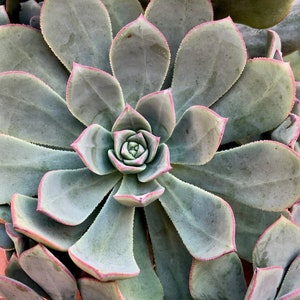 Aeonium Haworthii (Pinwheel Succulent) - Cuttings (3&quot;)