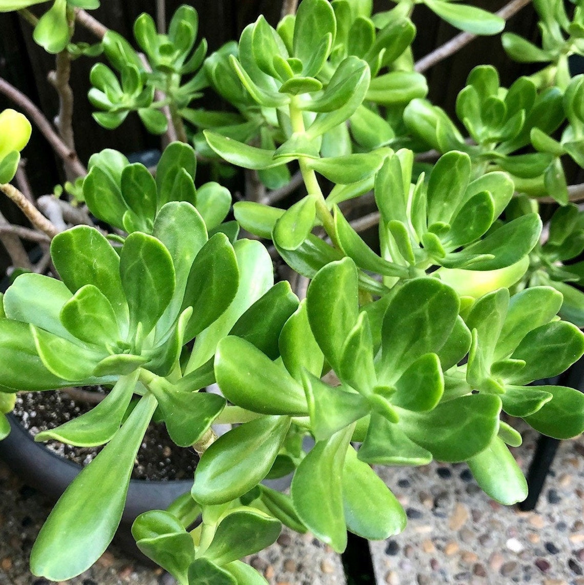 Tree Stonecrop Sedum dendroideum CUTTINGS | Etsy