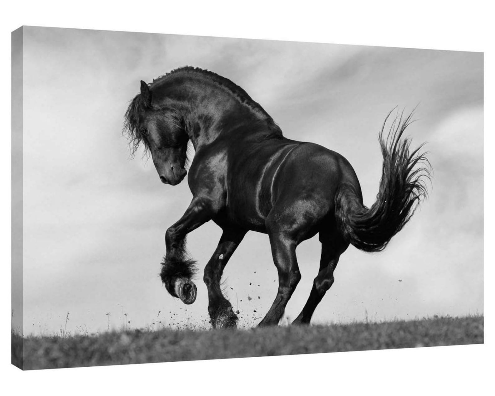 Prancing Black Horse Canvas Wall Art Print Also in Black and White or Sepia Etsy