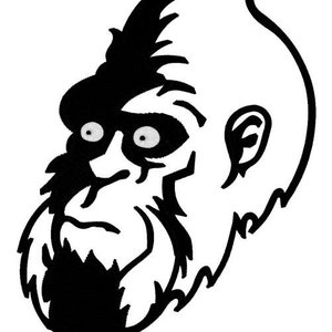 May include: Black and white illustration of a gorilla's face with a serious expression. The gorilla has a large, bushy beard and a prominent nose.