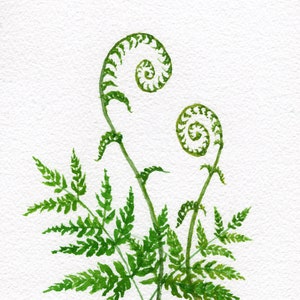 May include: Watercolor painting of a fern with green leaves and curled fronds. The fern is painted on a white background.