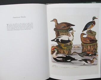 期間限定】 Birds 1923年 希少 100年前の古書 and young their