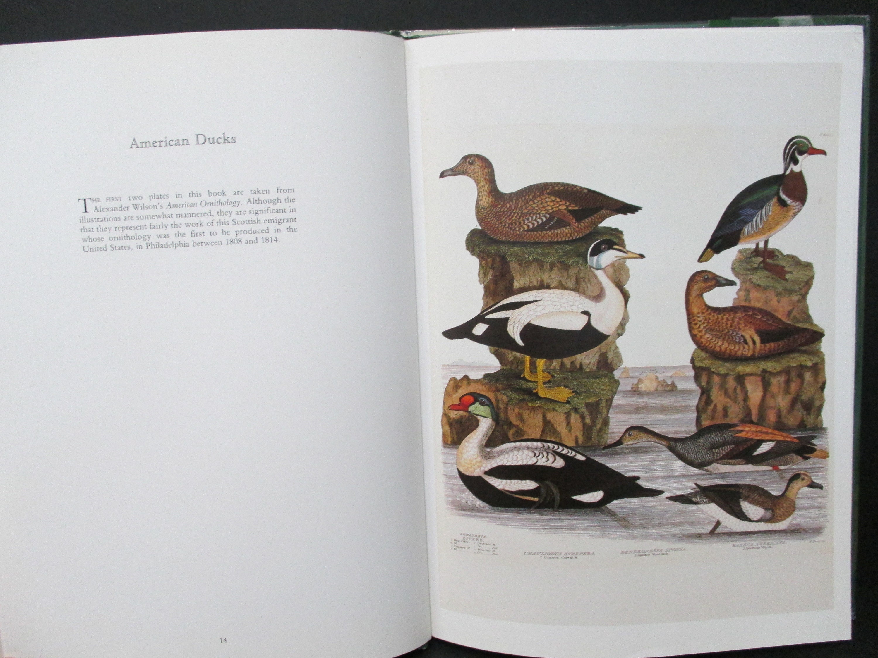 期間限定】 Birds 1923年 希少 100年前の古書 and young their