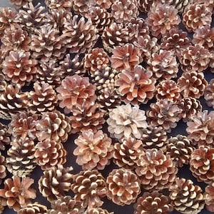 Peut inclure: Gros plan sur de nombreuses pommes de pin brunes, avec des écailles à pointes blanches. Les cônes sont densément disposés, créant une surface texturée. L'image met en valeur les couleurs et les motifs naturels des cônes.